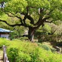 名古屋城にギョイコウを訪ねて・２
