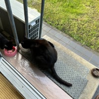 朝の黒猫ダブル