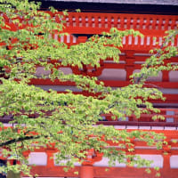 新緑の下鴨神社