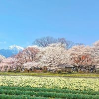 山梨さくら巡り・°＊(１)