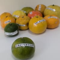 おすすめ全体会の「中晩柑学習会」のご報告です。