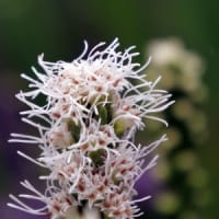 雨の日の近くの花畑