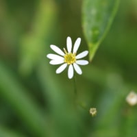 昭和の森の湿地と "ひつじ池"