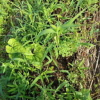 頑張れサツマイモたち