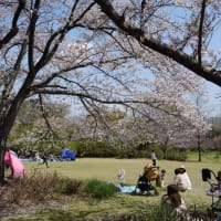 大高緑地-桜の園