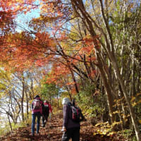紅葉の八重山