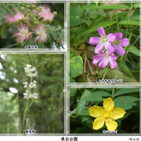 公園の花