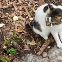 朝ウォーキングの風景。令和7年6月14日。久しぶりに出てきたシロちゃん。