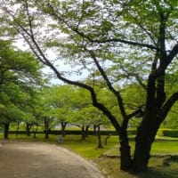 新緑の岩手公園が気持ち良い！
