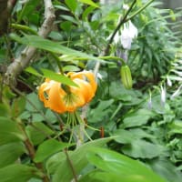 しをり戸　　　「７月」