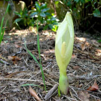 アルム・マクラトゥム　Arum maculatum