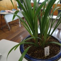 佐賀寒蘭会新芽鑑賞会（普通芽）