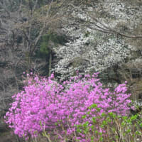 ミツバツツジの咲く景色