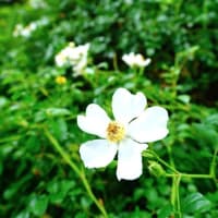 クリナム、テリハノイバラ、ヤマホタルブクロ・・・（板橋区立赤塚植物園 2025.6.8撮影）