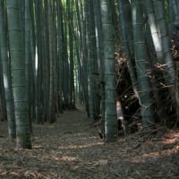 遠藤笹窪谷公園散策