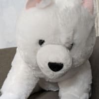 サモエド