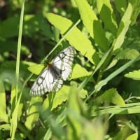 鳥・花・蝶