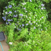 我が家の庭の花と枇杷の実
