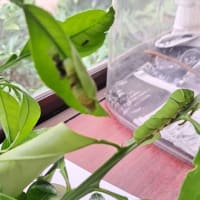 ただいま、緑色幼虫に脱皮完了