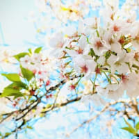 桜Ⅴ。