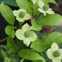 夏の花：常緑山法師②