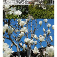 花巡り「梅－378」  幸手市香日向