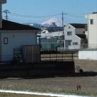 府中郷土の森博物館の蝋梅　Ⅲ