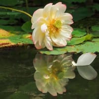 熱中症の蓮