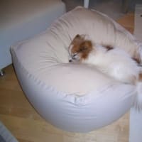 ビーズクッションと犬 Supica ビーズクッションと犬 Supica