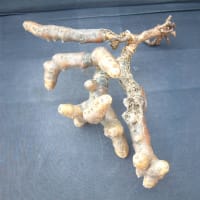 南アフリカより多肉植物入荷しました。