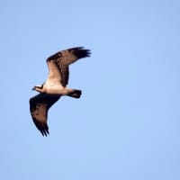 05/08探鳥記録写真：狩尾岬の鳥たち（ミサゴの飛翔、）