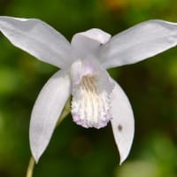 鉢植えの シラン（１）紅紫色と白花