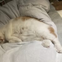 本日の猫たち#231