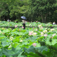 2025.07.10 はす池とトンボ