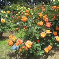 ～前橋市・敷島公園門倉テクノばら園見頃です～