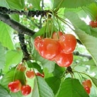 ６月　８日