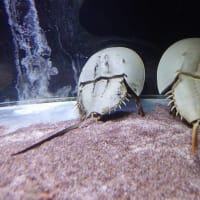 20250507　越前松島水族館