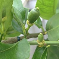 24/5/19　ベランダのレモンの木の赤ちゃんレモンが成長しています