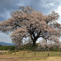 わに塚の一本桜　2025