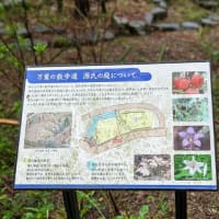 🌸0424 鯛釣草記念日🌸