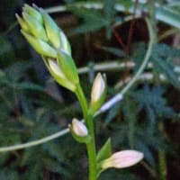 ｢霜柱と蝋梅の森｣高知編の翌々日に蕾らしくなった擬宝珠