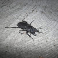 暑さにつられて今年初のクワガタ出ました！