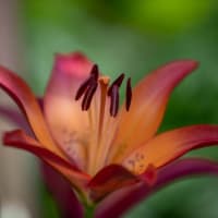 筥崎宮花庭園の百合と紫陽花