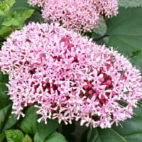 6/24　「牡丹臭気」　（メキシコ紫陽花）