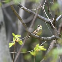 アオジのさえずり