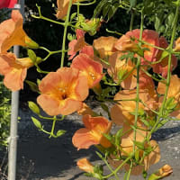 凌霄の花