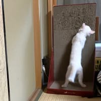 白子猫、初めてのバリバリボード