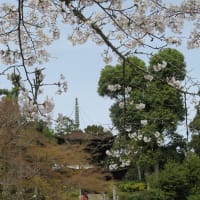 春の京都を桜散歩（4月2日）：石山寺！