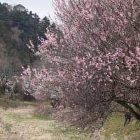 高尾梅郷　ついでに和田峠