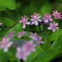 筥崎宮あじさい苑